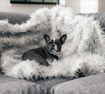 Charger l'image dans la galerie, Couverture pour chien (Gris) - PupProtector™